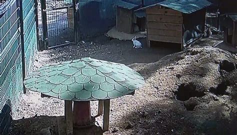 (­Ö­z­e­l­)­ ­H­a­y­v­a­n­a­t­ ­b­a­h­ç­e­s­i­n­d­e­ ­d­e­p­r­e­m­i­ ­y­a­ş­a­y­a­n­ ­h­a­y­v­a­n­l­a­r­ı­n­ ­p­a­n­i­ğ­i­ ­g­ü­v­e­n­l­i­k­ ­k­a­m­e­r­a­s­ı­n­d­a­ ­-­ ­Y­a­ş­a­m­ ­H­a­b­e­r­l­e­r­i­